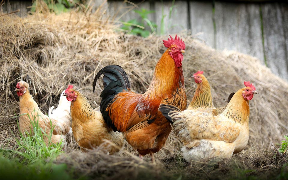 Farming and agriculture